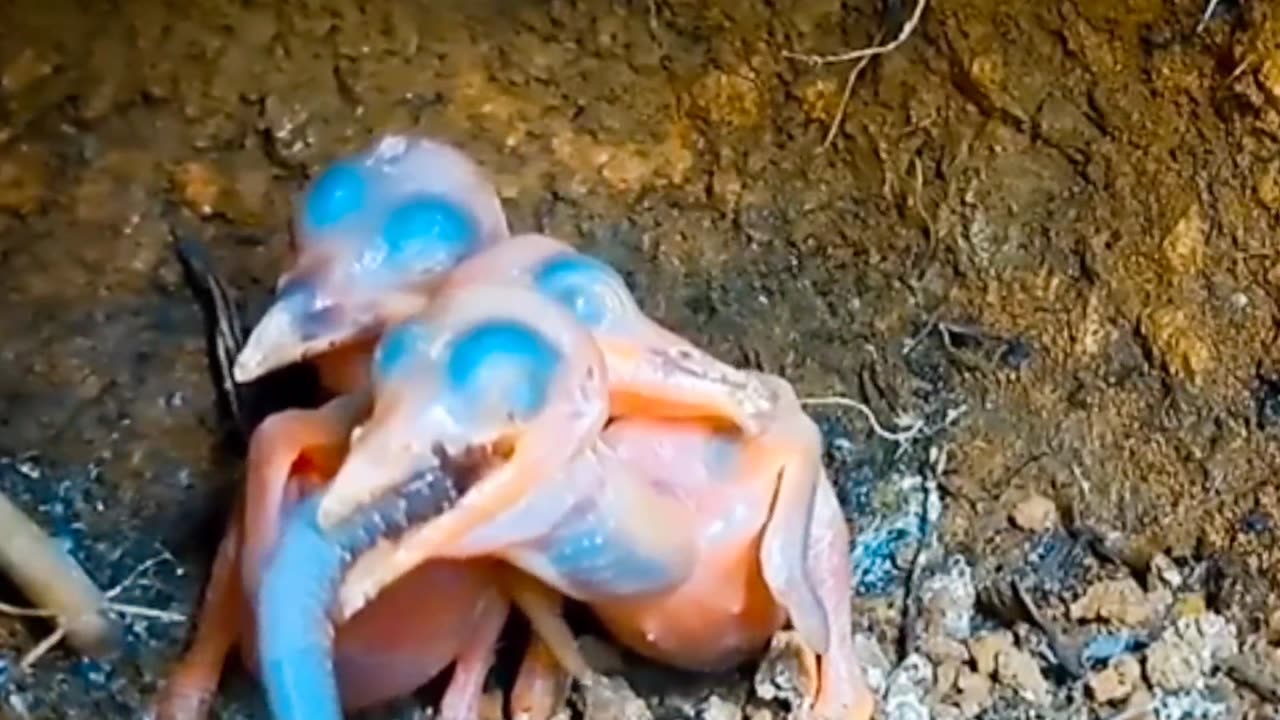 Small kingfisher eats a large lizard