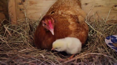 Our Chickens Hatching