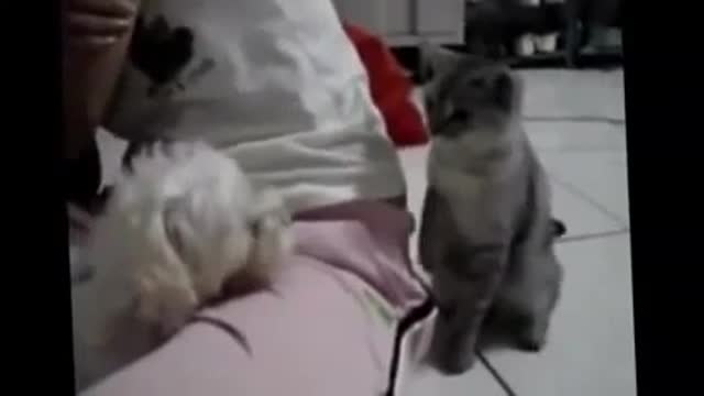 Crazy cute cat pokes cute dog: watch dogs reaction