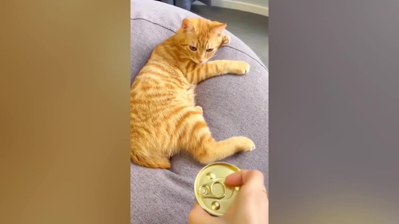 Best Funniest Cats 😹 - Don't try to hold back Laughter 😂 Funny Cats 2023 #7