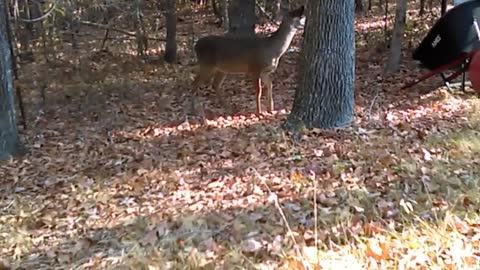 Friendly Wild Deer (Buck) Let's Kids Pet Him