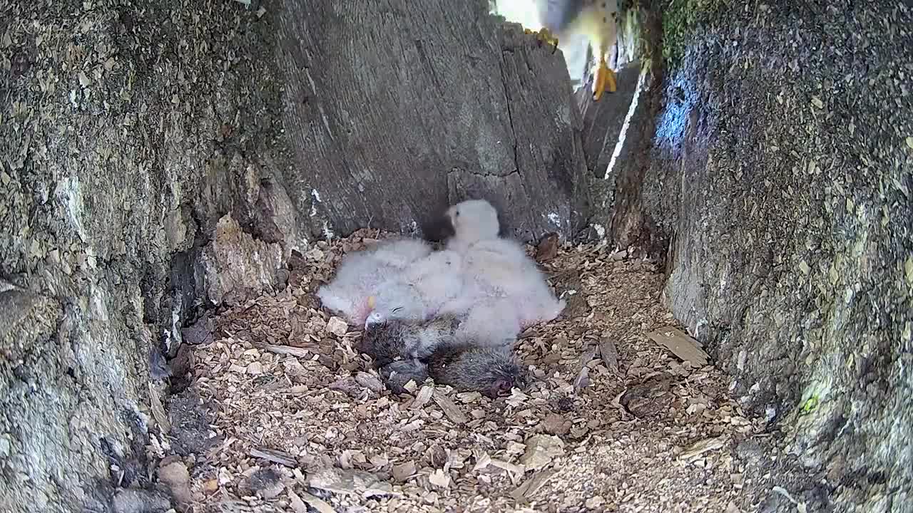 Kestrel Dad Learns to Care for Chicks After Mum Disappears-9