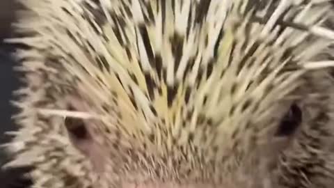 # Perfect porcupine # Thank you for attention