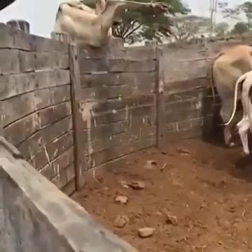 Cow high jump