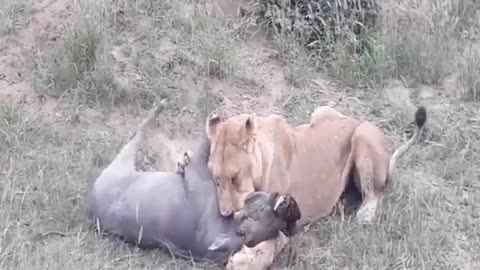 Young male lion take a warthog on a whole deep