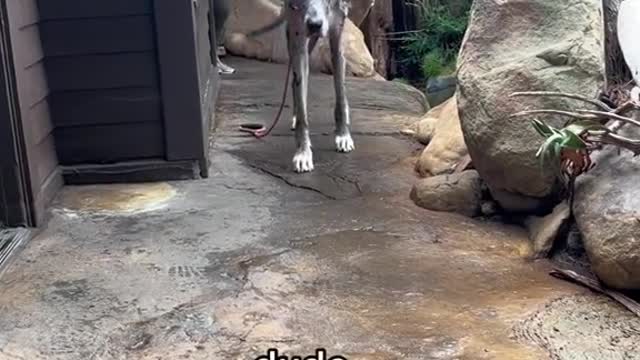 the dogs arriving to daycarept. 4
