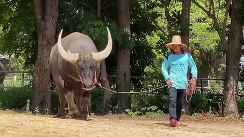 Los 10 Toros Más Grandes Del Mundo