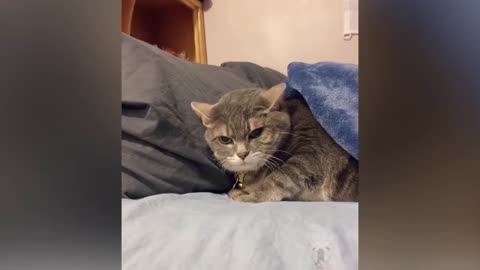 Funeey pets