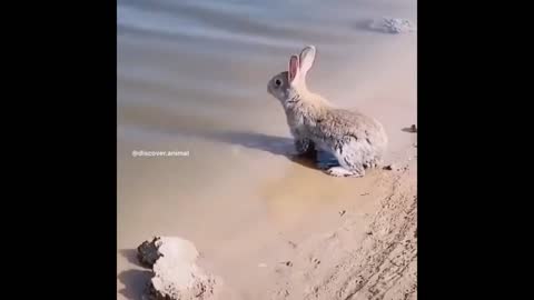 cute animal video