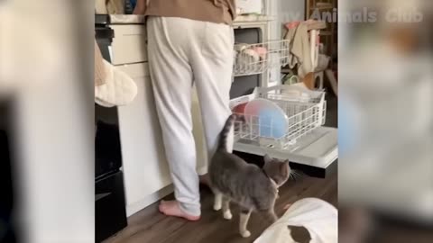 Funny Animals Video - Best Cats😹 and Dogs🐶 Videos of the Month 2022! #3