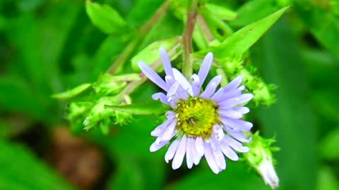 Aster