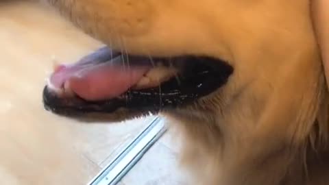 The dog is very comfortable