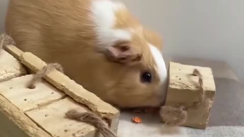 How to Train your Guinea Pig!!!