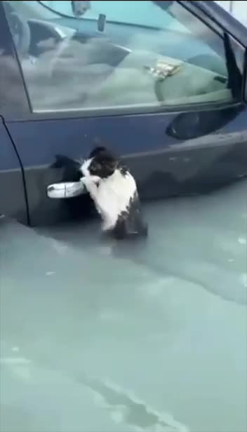 Dubai police save a stranded kitty hanging on to dear life