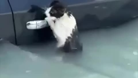 Dubai police save a stranded kitty hanging on to dear life