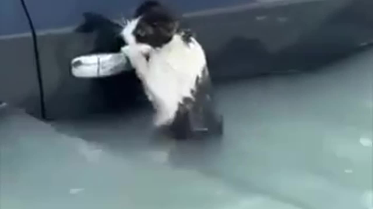 Dubai police save a stranded kitty hanging on to dear life