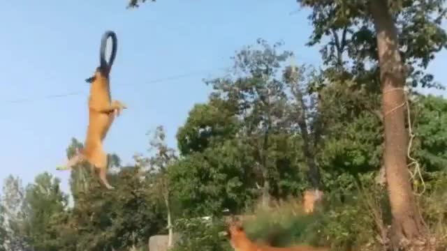 Flying Malinois. Best Dog Training