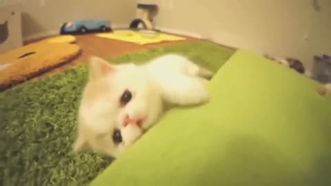 Crazy videos with kittens, the best video