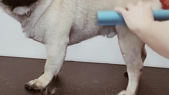 Meatball In the bathtub, the Pug blows bubbles.