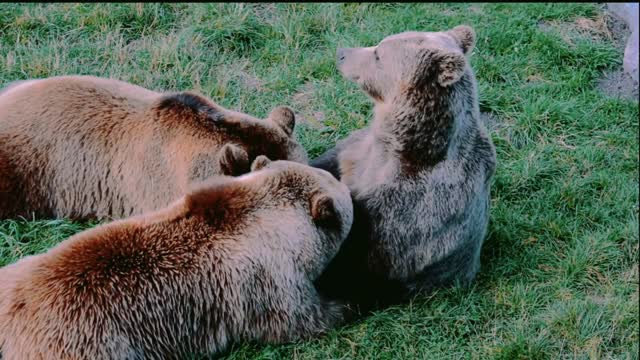 Collection of Wild Animals in 4K