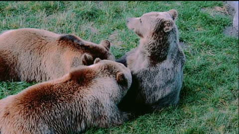 Collection of Wild Animals in 4K