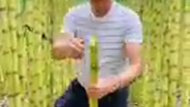 Let's Having A Good Feel Of The Sugarcane #satisfying #short