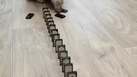 OMG Cute Cat - Cute Pets 2.0