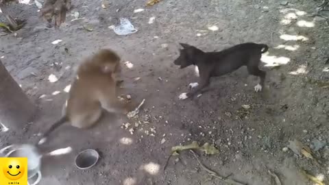 Dog 🐶 🐵 monkey fite😀😀 #funnyanimals #animals #petsandanimals #viral #trending #shorts #animalstatus