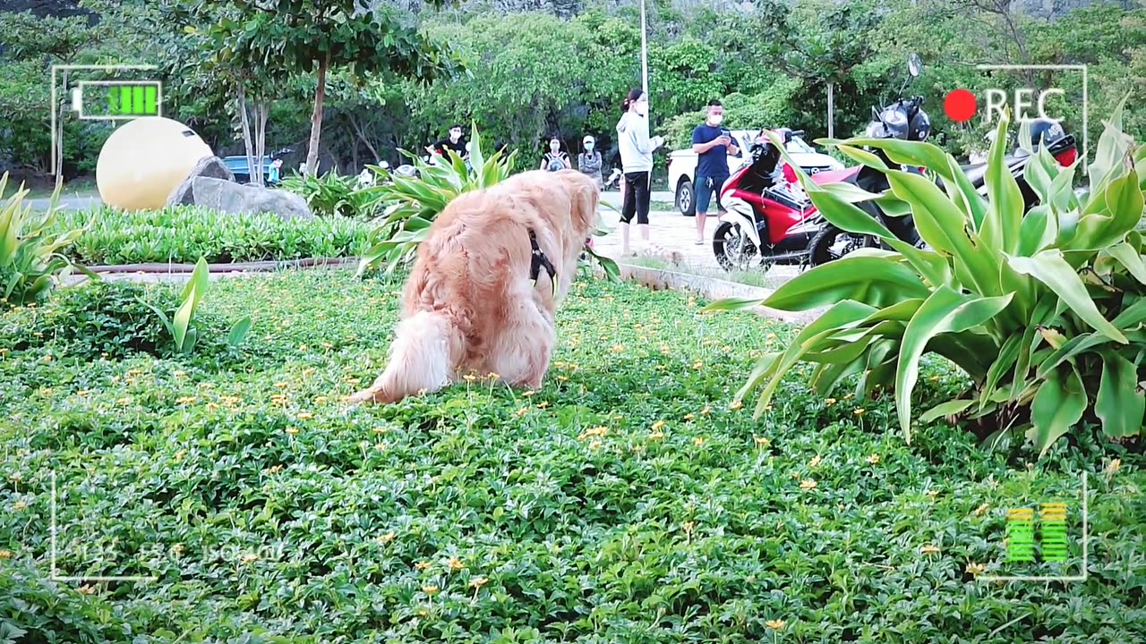 Cute Golden retriever showing his happiness when going out to vung Tau park/viral dog