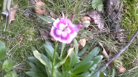Sweet William