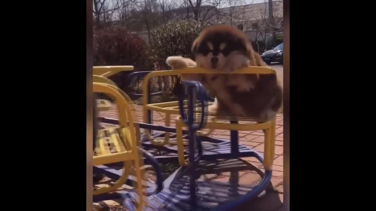 Alaska dogs Make funny Time