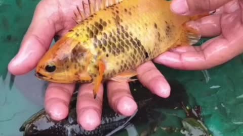 This is a beautiful and charming water-dwelling species