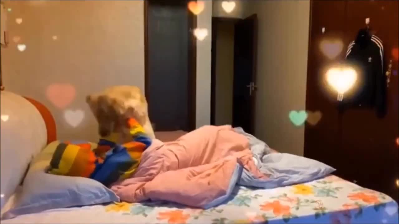 Compilation of Funny and Adorable Dog Videos