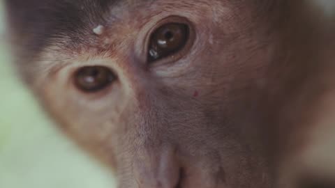 Mesmerizing Moments: Slow Motion Monkey Elegance