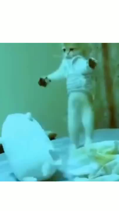 The dancerist cat i've ever seen!😽💕