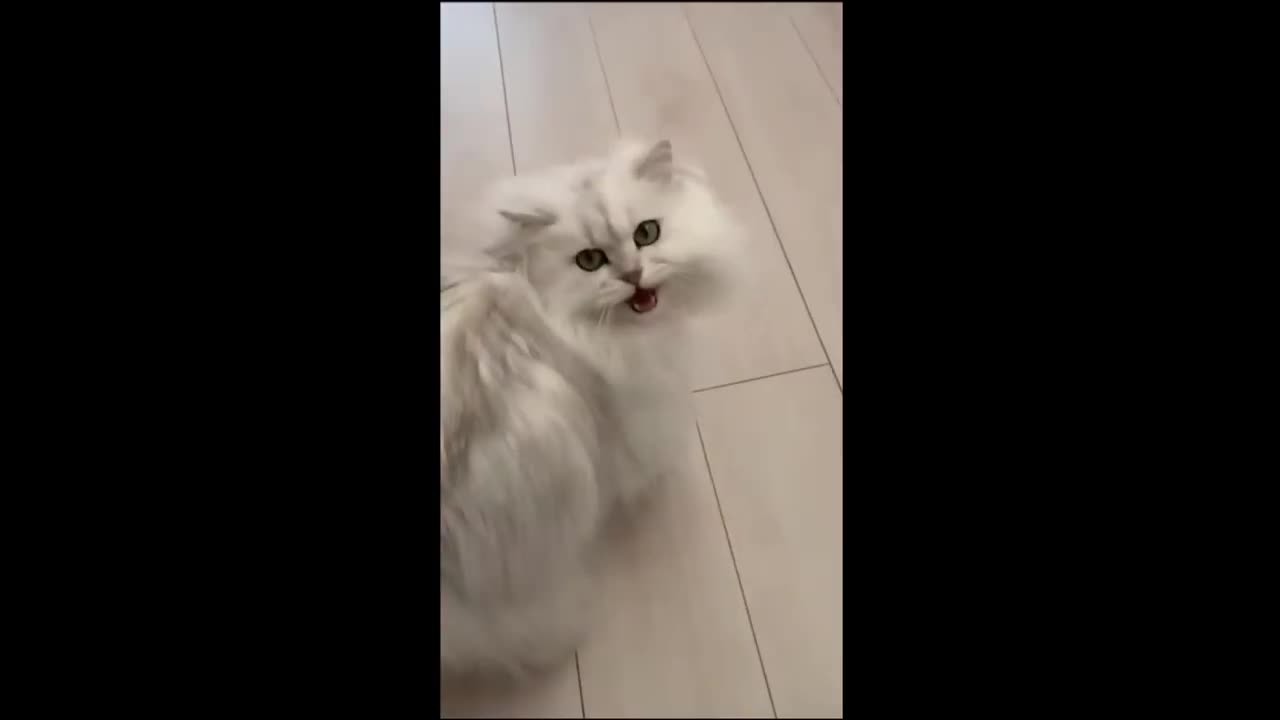 Funny animal video 2023 - dogs ,cat 😂🤣