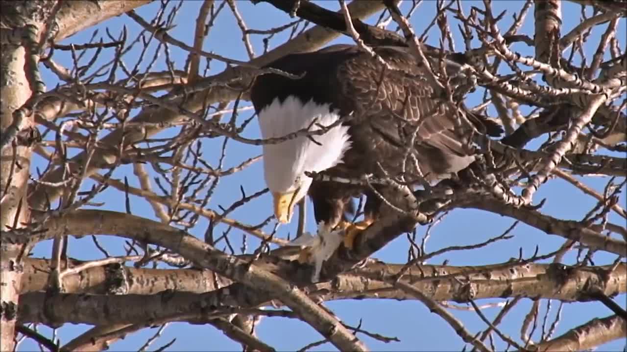 All About Bald Eagles for Kids: Animal Videos for Children - FreeSchool