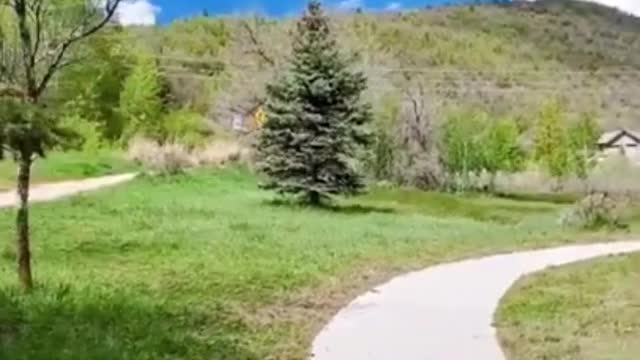 미국 유타 | 와사치 마운틴 스테이트 파크 | 주립 공원 | WASATCH MOUNTAIN STATE PARK IN UTAH | #SHORTS