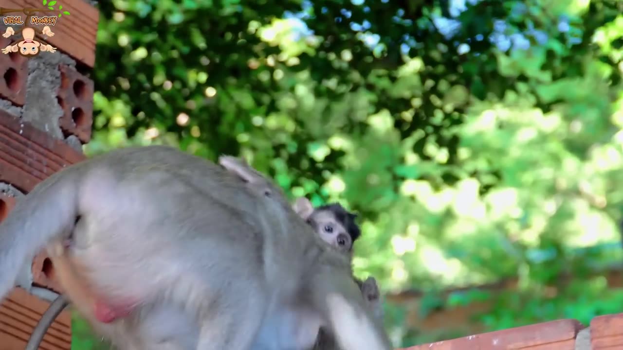 4K Quality Animal Footage - Monkeys Beautiful Scenes Viral Monkey