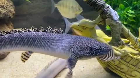 aquarium and fish