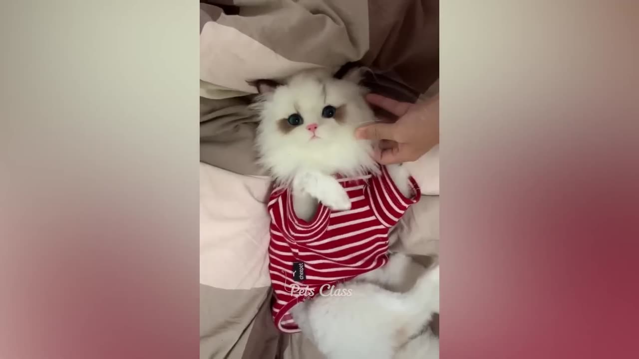 Funny animals