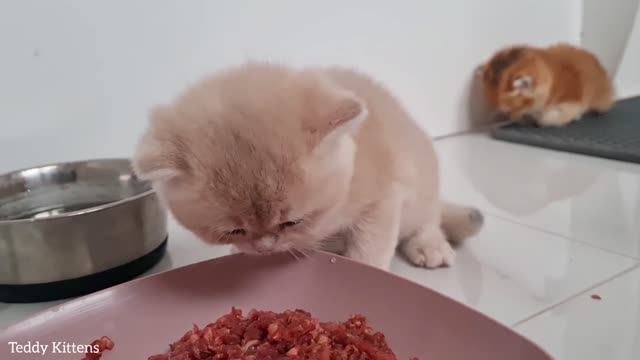 Little kittens are taught to use the toilet.