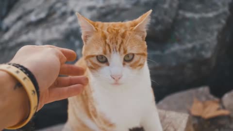 Funny Cat Compilation Videos: Baby Kittens