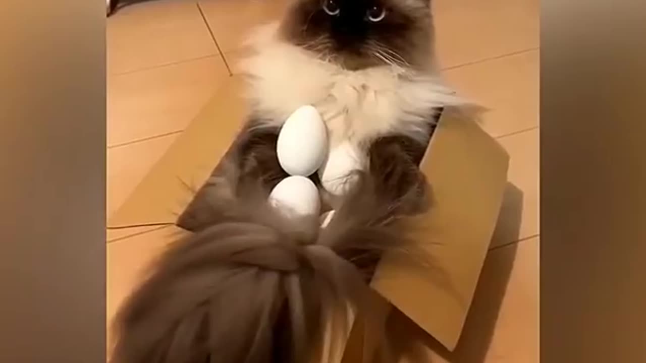 Funny animals video Best funny cats and dogs | part 2 🐱🐶