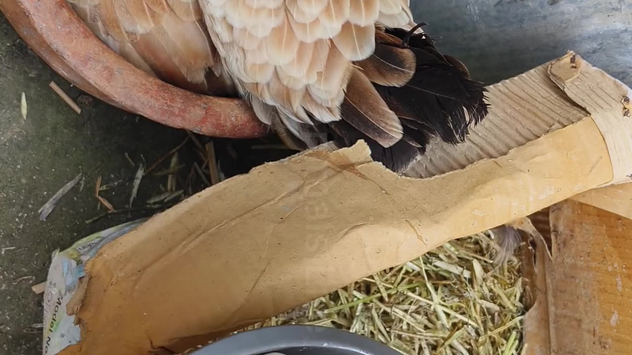 experiment successful 3 hen harvesting eggs