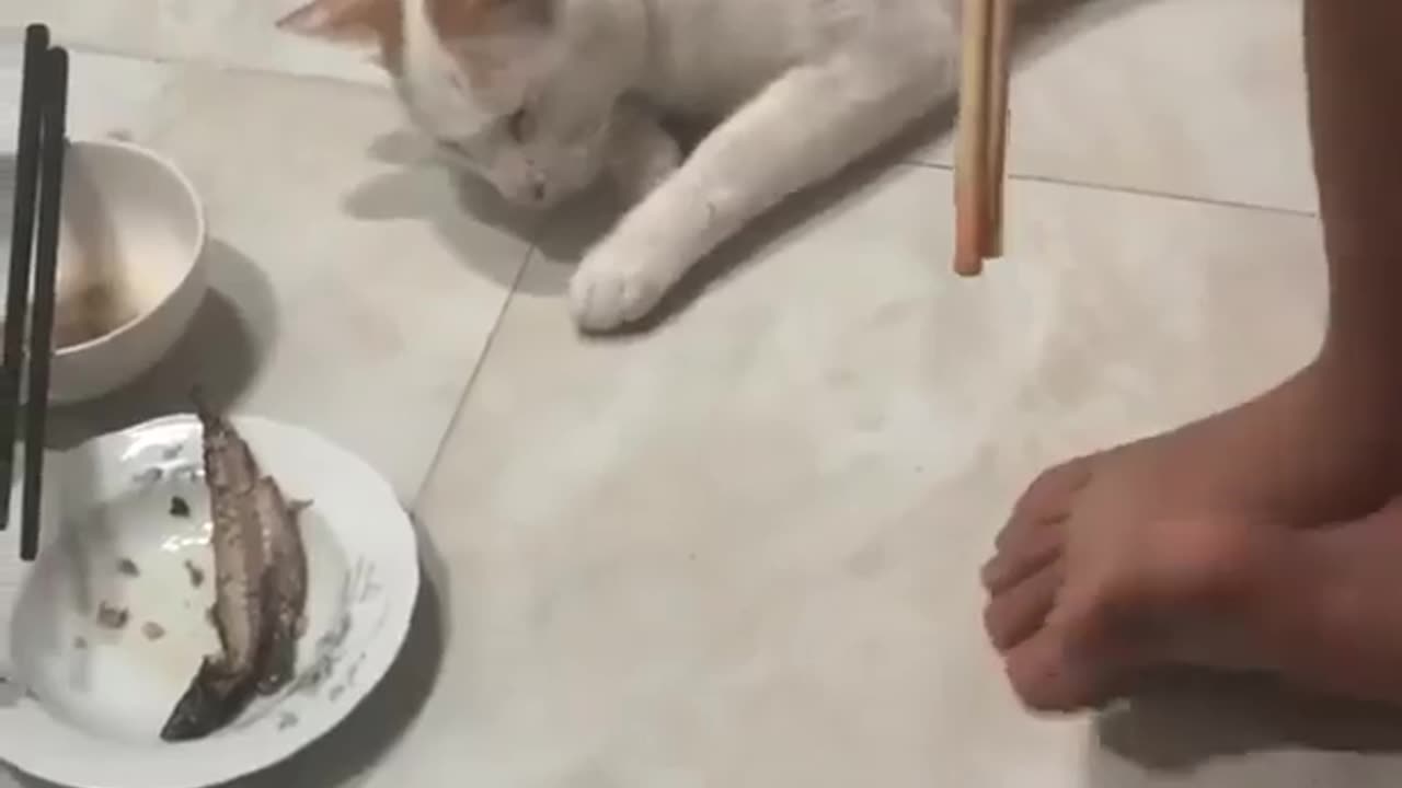 This cat pretends to be sleeping and then steals the fish from the plate