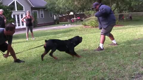 Guard Dog Training Step by Step