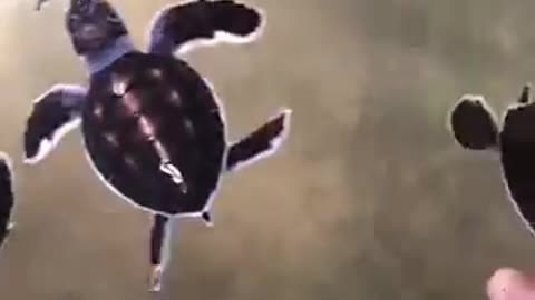 Baby Turtles