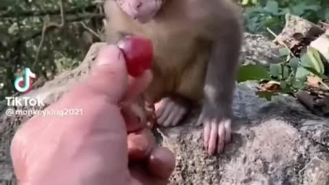 Cute Adorable Baby Animals!!