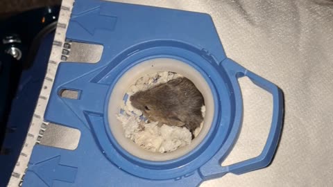 mouse in the vacuum cleaner